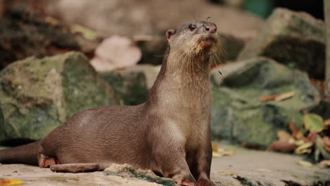 Nutria-Asiática-De-Garras-Pequeñas-Mirando-A-Su-Alrededor