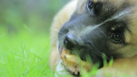 puppy eating a bone in grass