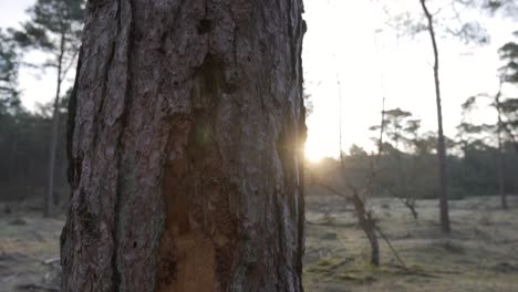 pine tree trunk at sunrise/sunset in forest