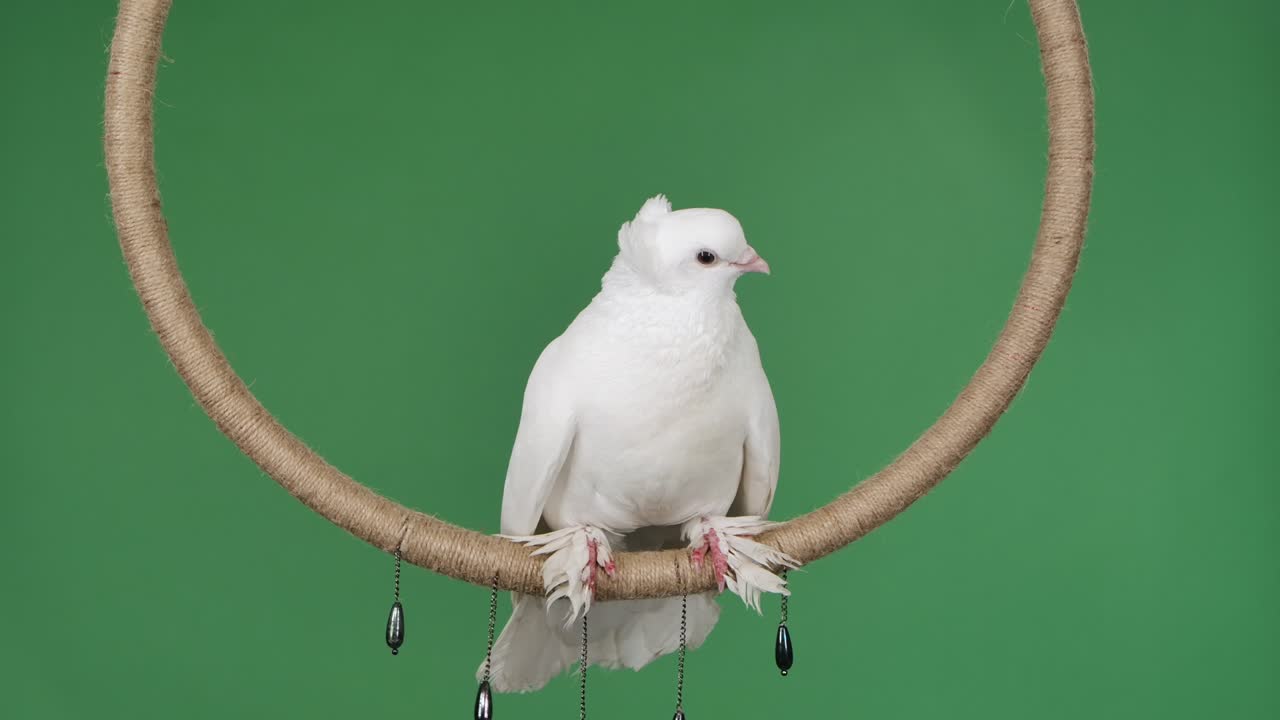 Una vera colomba con un bellissimo piumaggio bianco si posa sull'anello e si guarda intorno. Uccello in posa in studio su schermo verde chroma key. Primo piano di uccello da circo. Movimento lento.