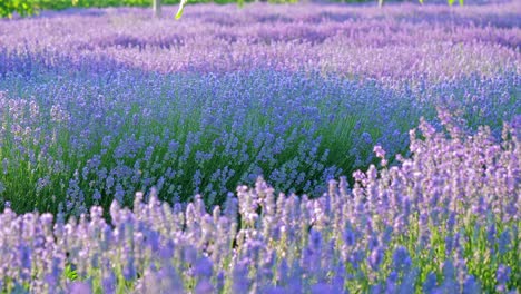 perspectiva personal de la vista de caminar en un campo con plantas de lavanda al amanecer.