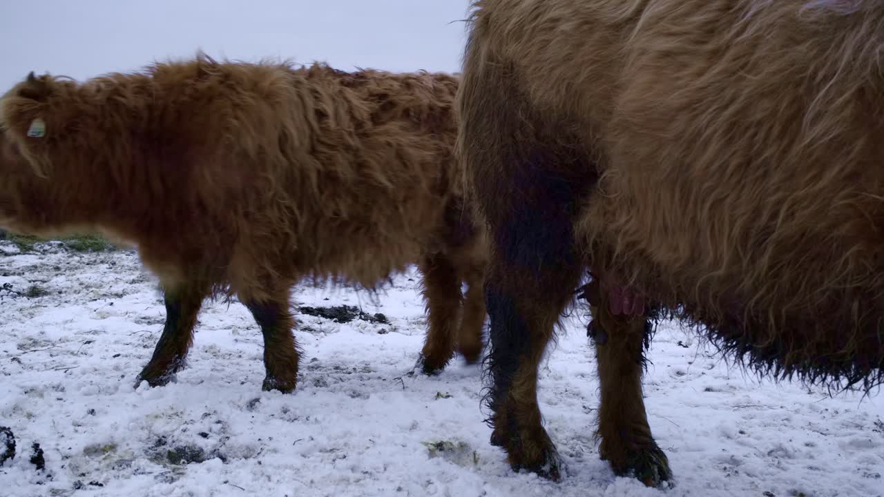 Başka bir boğanın arkasından yürüyen Highland boğaları.