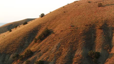 horses grazing on a mountainside at sunset