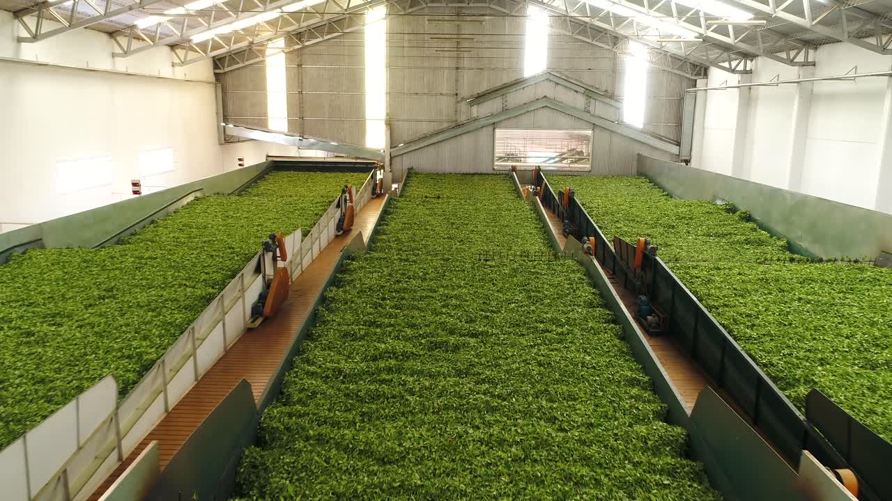 Green tea Camellia sinensis processing facility