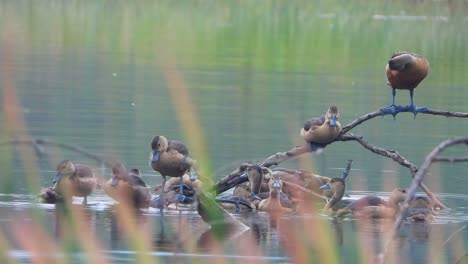 whistling duck chicks and mom in pond ..