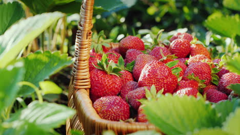 harvest strawberries - hand puts the berry in the basket