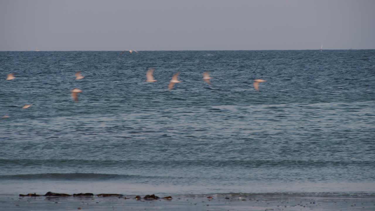 푸른 바다 위의 섬 해안선을 날아다니는 하얀 새 떼, 정적인 전망