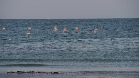 bandada de pájaros blancos volando en la costa de la isla sobre el océano azul, vista estática