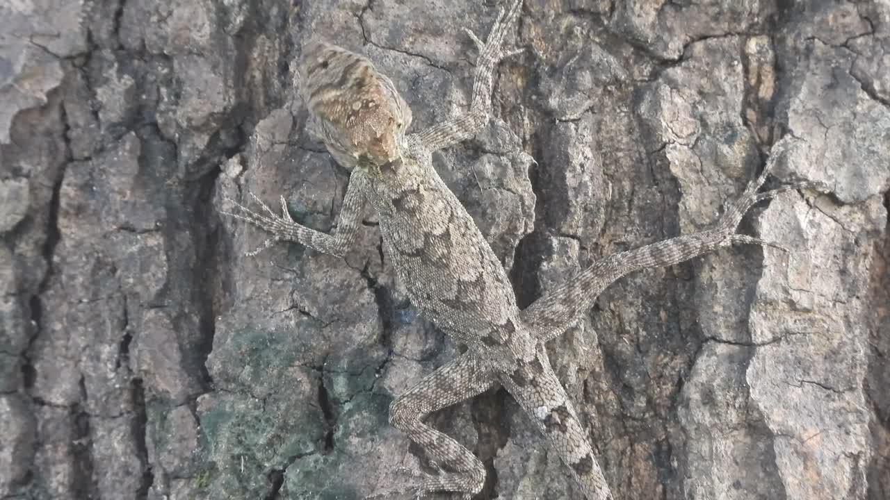 나무 위에서 휴식을 취하는 도마 ⁇