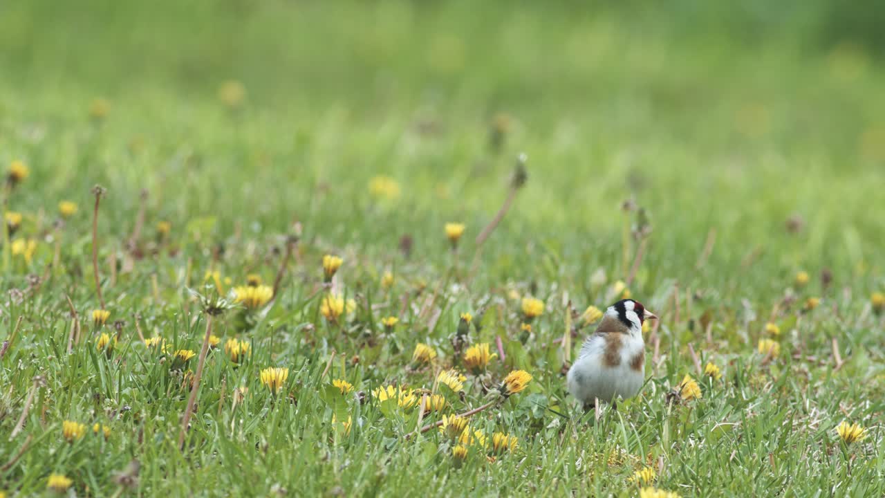 땅에 있는 민들레와 다른 씨앗을 먹는 유럽 금화