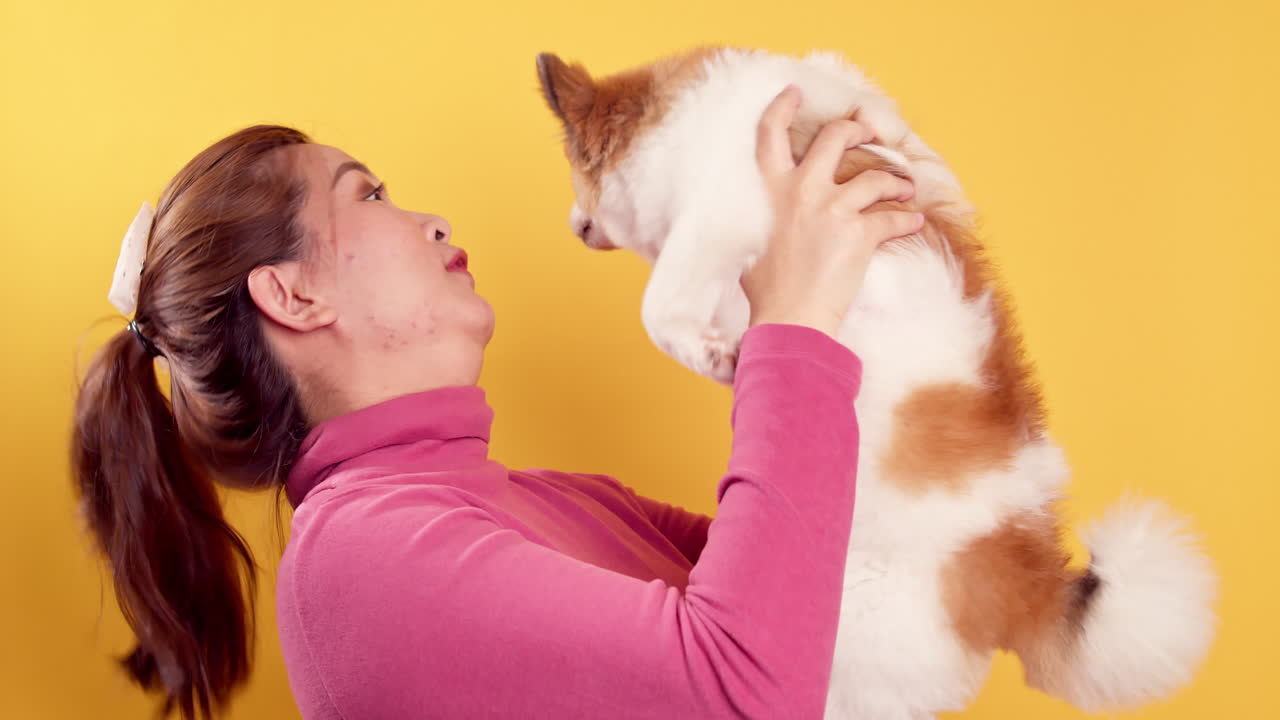 밝은 노란색 배경-3에서 휴식을 취하기 위해 치와와 혼합 포메라니안 개와 아시아의 화려한 젊은 쇼 사랑과 놀이