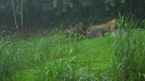 León-Persigue-Leona-En-León-Una-Guarida-De-Leones-Oscuros-Durante-Una-Tormenta-De-Lluvia-En-Una-Selva-Tropical,-Cámara-Lenta-Siguiendo-El-Tiro