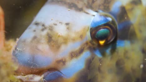 A-close-up-video-of-a-colourful-Parrotfish-at-night-moving-its-mouth-and-eyes-while-being-filmed