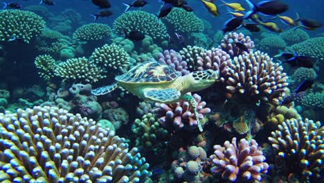 sea turtle in coral reef