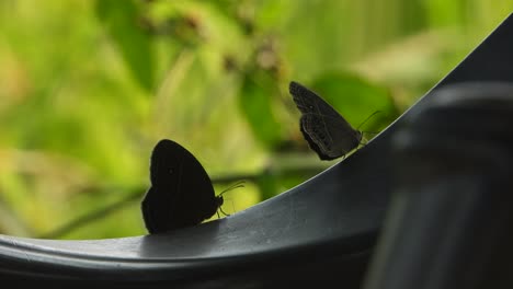 butterfly in chaire - wings