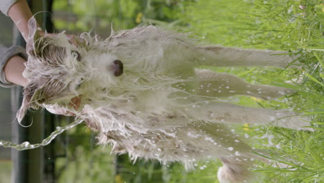 VERTICAL---Husky-and-collie-mix-being-bathed-by-mother-and-child,-slow-motion