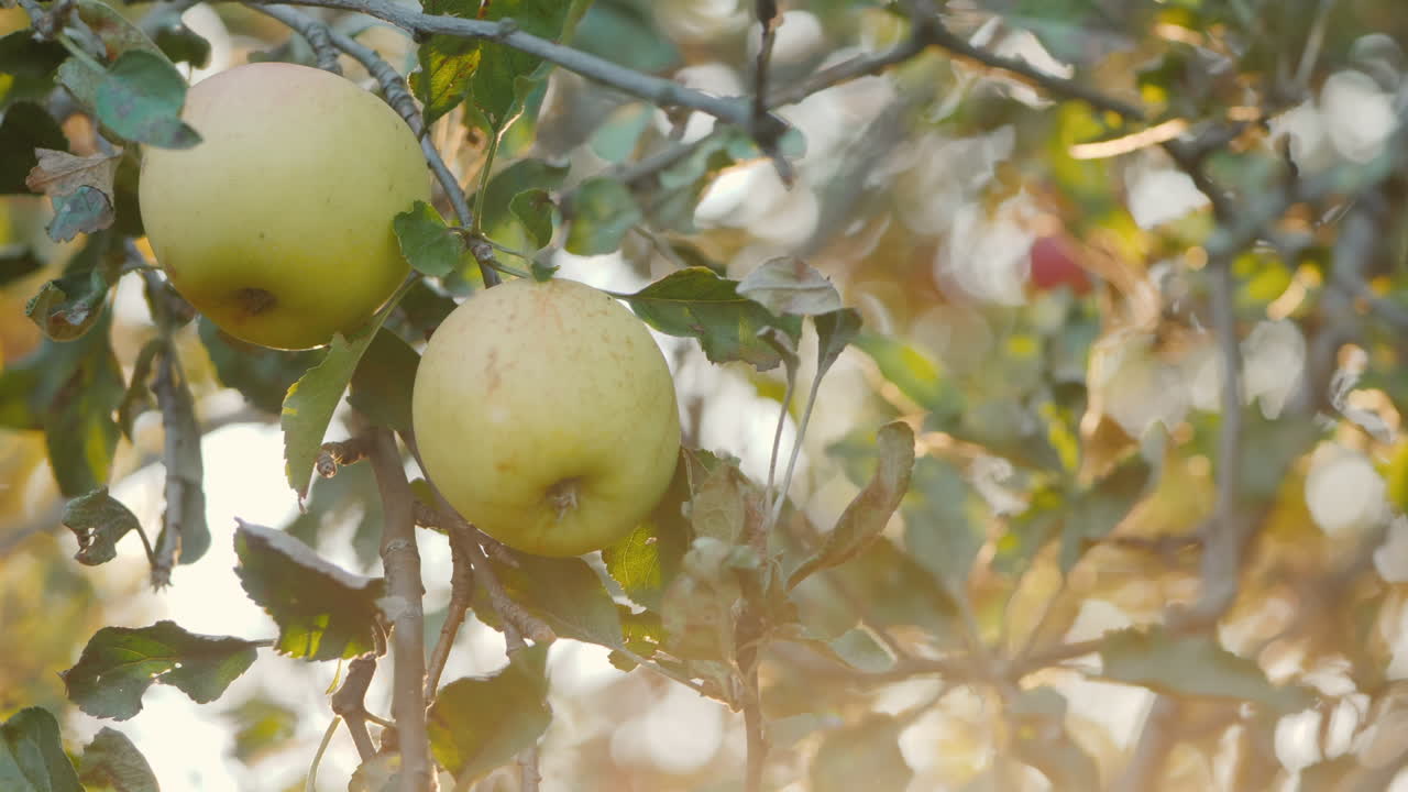 las manos de los granjeros arrancan manzanas de las ramas bajo los rayos del sol