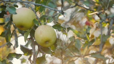 farmer's hands pluck apples from branches in the sun's rays