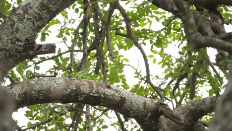 vista trasera de un gran águila coronada mientras toma vuelo desde la rama de un árbol