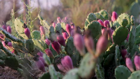 vibrant pink fruit tunas of opuntia prickly pears in klein karoo region