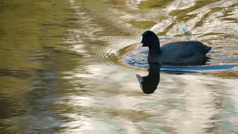 forrajeando focha euroasiática, fulica atra, sumerge la cabeza bajo el agua atrapando algas en el arroyo del bosque