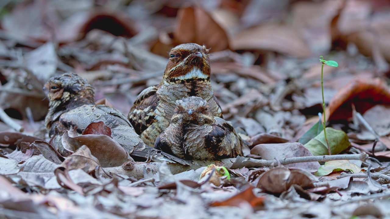Storhalet natteravn med unger, der hviler på en skovbund dækket af tørre blade i deres naturlige habitat. Nærbillede.