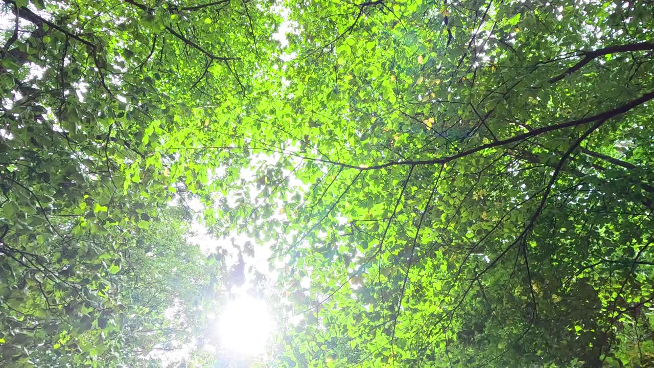 Sunlight filters through lush green beech leaves
