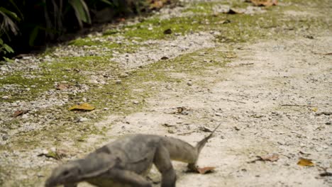 Asian-Water-Monitor-Walking-At-Sungei-Buloh-Wetland-Reserves-In-Singapore