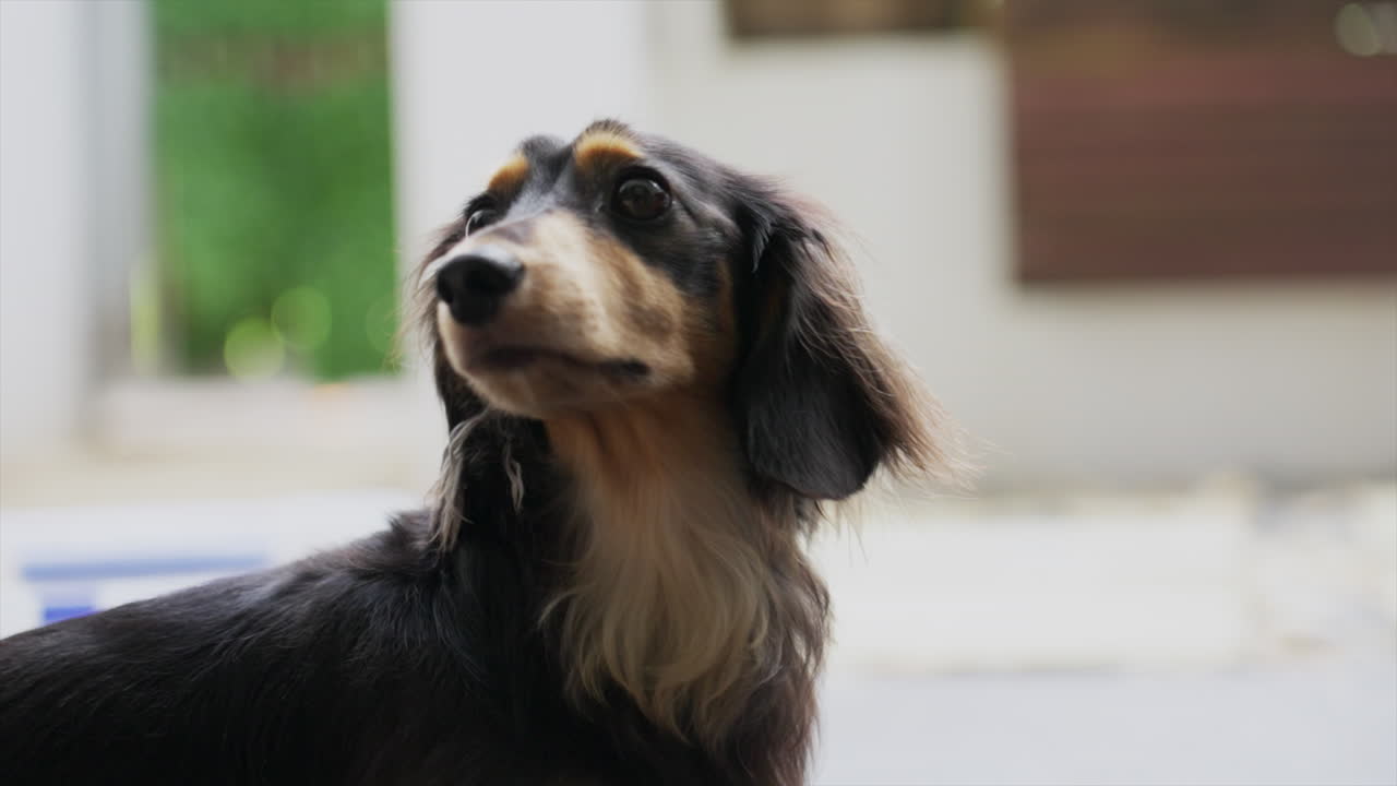 toma en cámara lenta de un perro salchicha miniatura de pelo largo girando la cabeza para mirar a su alrededor