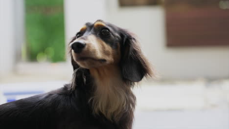 toma en cámara lenta de un perro salchicha miniatura de pelo largo girando la cabeza para mirar a su alrededor