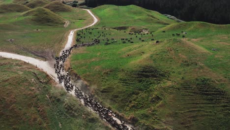 herd of cows using sand path going back to green grass pasture, aerial