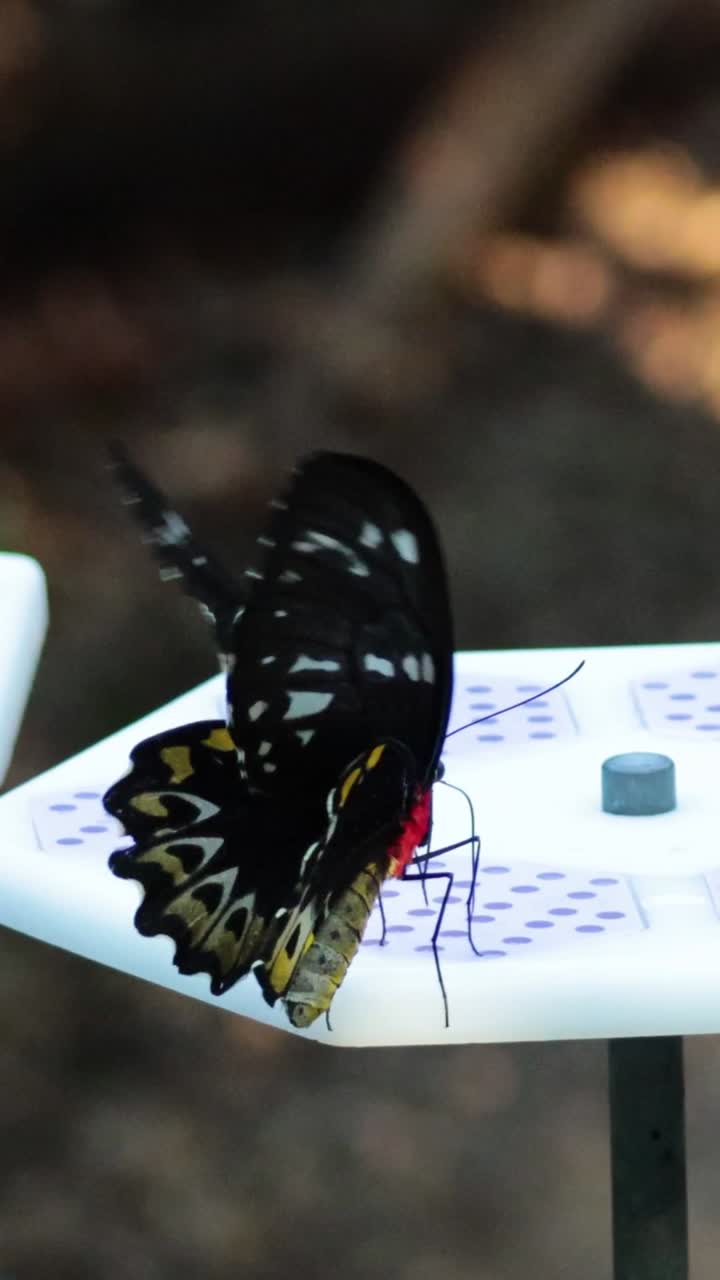 Una grande farfalla nera con macchie gialle si nutre su una piattaforma bianca in un giardino.