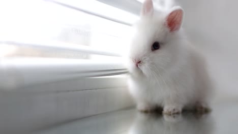 cute white baby bunny