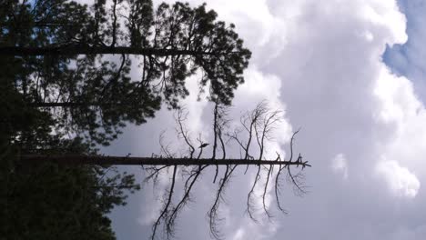 Ein-Fischadler-Sitzt-In-Einer-Toten-Kiefer-Mit-Einer-Majestätischen-Cumulonimbus-Wolke