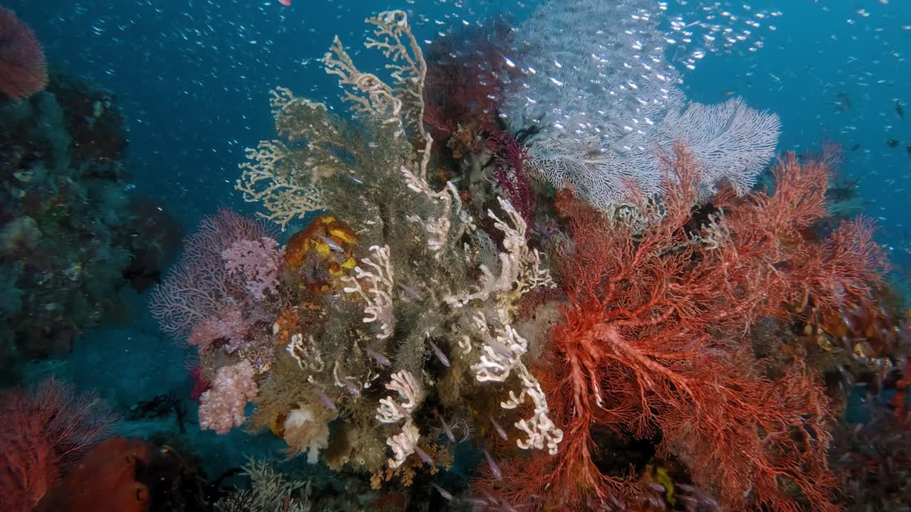 Barriera corallina sana e vibrante coperta da grandi gorgonie e molti piccoli pesci