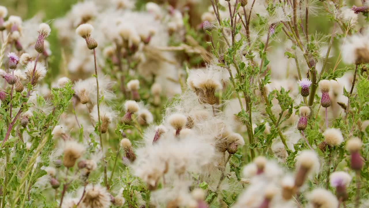 Close-up of thistle wildflowers swaying in a breezy, sunlit field. Soft natural lighting, gentle camera movement, and shallow depth of field create a tranquil mood