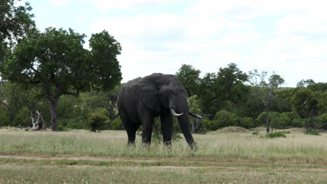 gentle african elephant bull flaps ears and feeds on grass in savannah biome