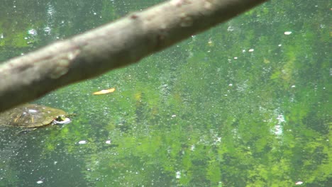 Turtle-swimming-in-pond