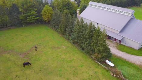 Scenic-aerial-view-flying-over-a-herd-of-cattle-in-a-farm-pasture