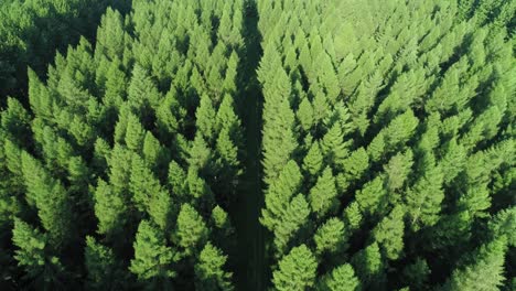 drone view of forest with a road