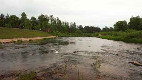 Fly-over-view-of-a-shallow-river-with-a-bird-in-Latvia