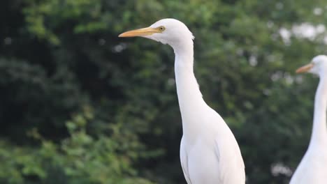 Bewusster-Weißer-Indischer-Reiher-Auf-Dem-Dach-Mit-Grünem-Baumhintergrund