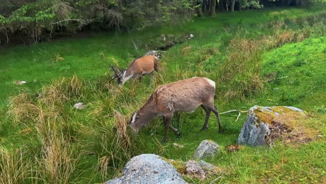 two scottish red deer grazing in the field with rocks. - handheld shot