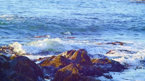 ocean waves approaching rocky coast covered with seaweeds on a sunny day