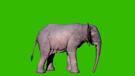 large african elephant digs the ground with its foot in front of green screen. seamless loop animation for animals, nature and educational backgrounds.