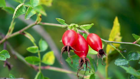 ripe red rose hips hanging on the wild dog rose hedgerow plant ready for picking