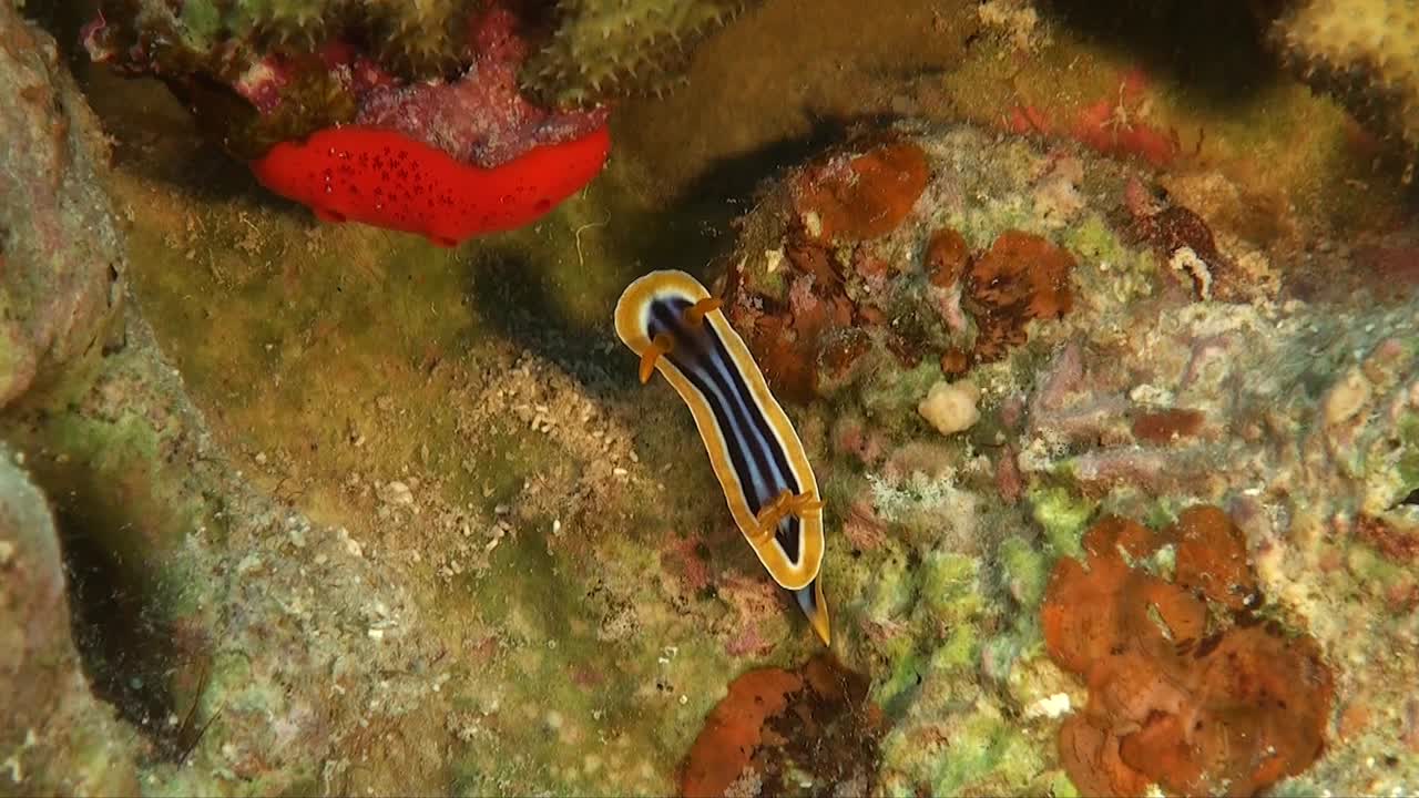 nudibranquio pijama en arrecife de coral en el mar rojo.