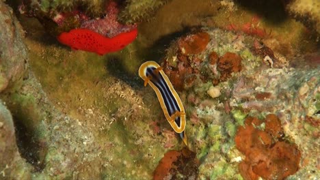 Nudibranquio-De-Pijama-En-El-Arrecife-De-Coral-En-El-Mar-Rojo