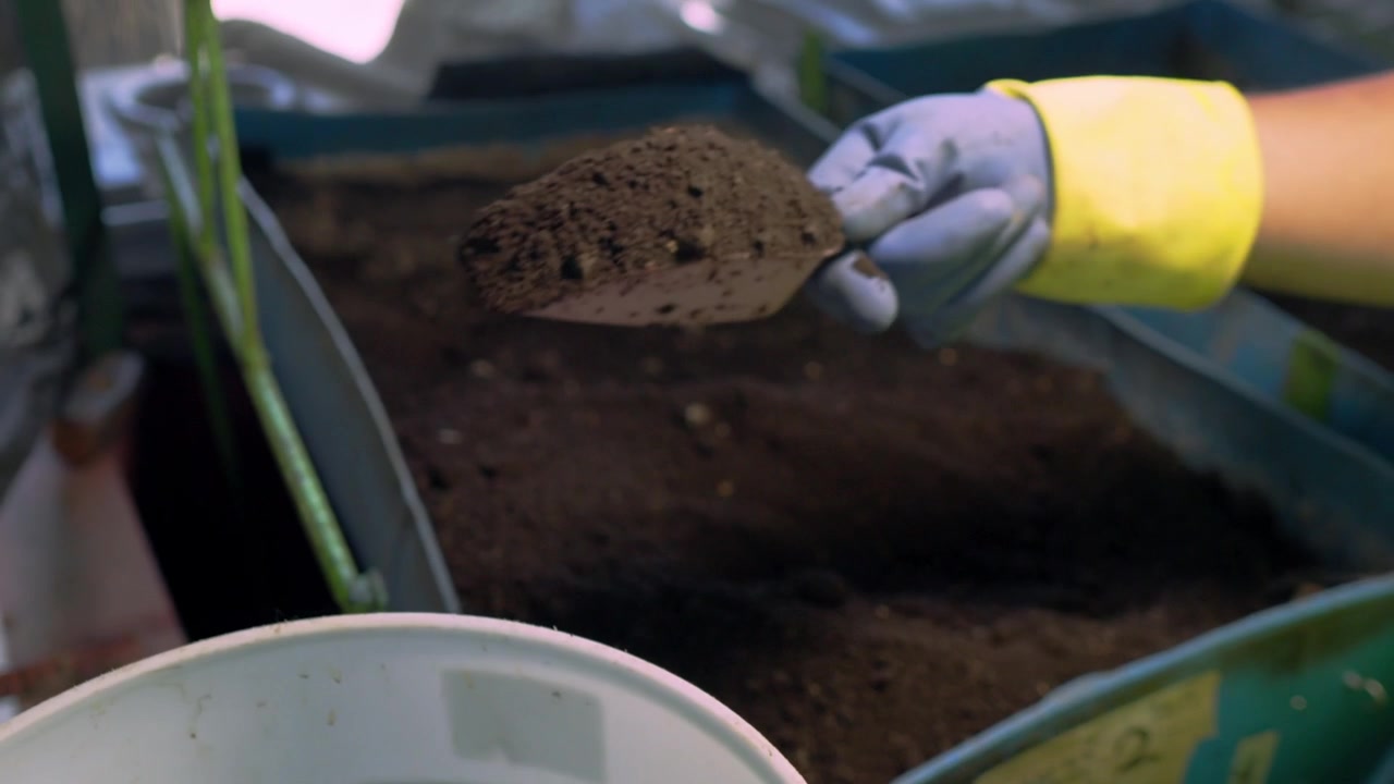 Close-up of a worker's gloved hand scooping dark, nutrient-rich compost soil into a bucket, highlighting sustainable organic waste management practices in agriculture.