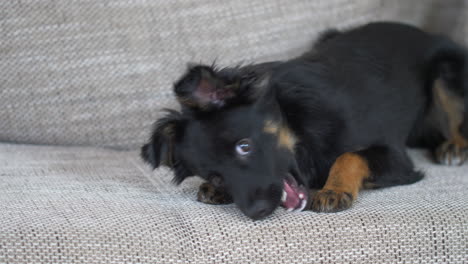 a black puppy playing with the bone toy sitting on the sofa and running down